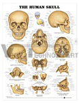 The Human Skull Anatomical Chart